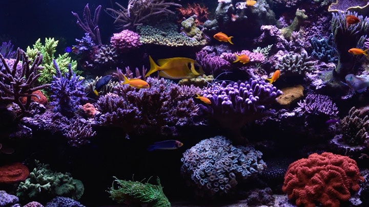 The right light for every coral reef