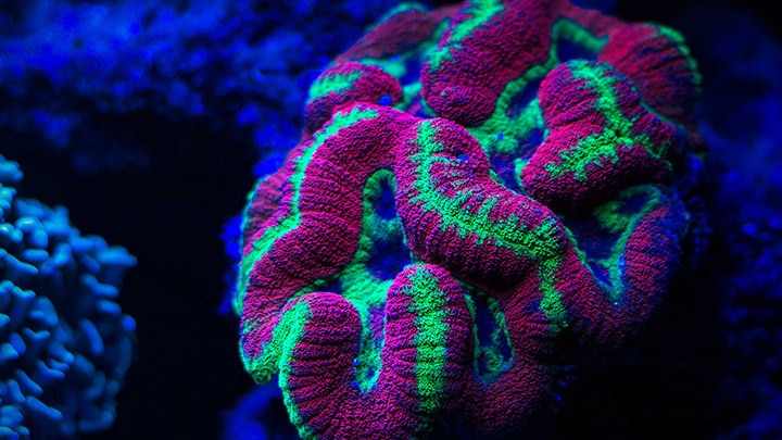 Fluorescence of corals