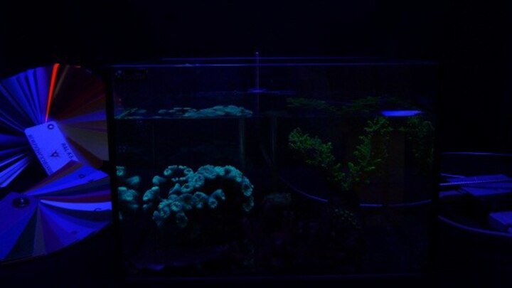 aquarium light spectrum