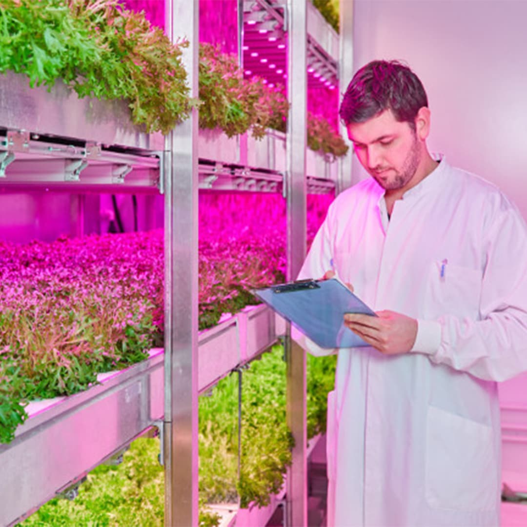 想要控制绿叶蔬菜中的硝酸盐含量吗?