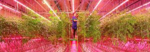 LED 植物生长灯