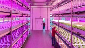 垂直农业 LED 植物生长灯 垂直农业 LED 植物生长灯