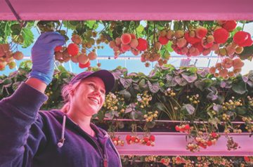 团队横幅 brookberries