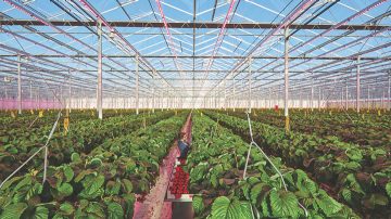 Brookberries 温室全年种植草莓