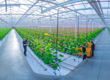 培育实践的质量和产量