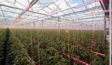 可预测生长，更优质产品