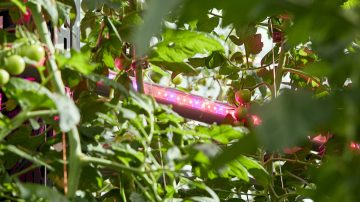 飞利浦 GreenPower LED 植株间照明