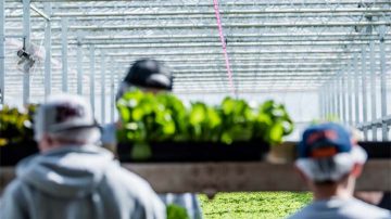 花坛植物 Florensis