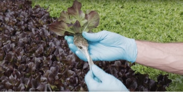 Great Lakes Growers 的所有者 John Bonner - 飞利浦 LED 顶部照明