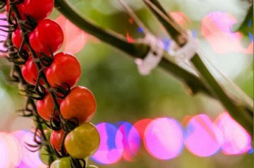 利用 LED，在冬季收获新鲜作物