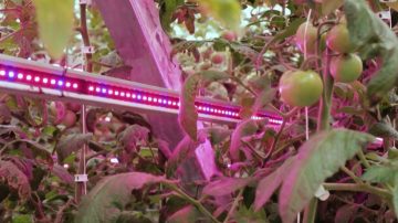 Gull Valley Greenhouses