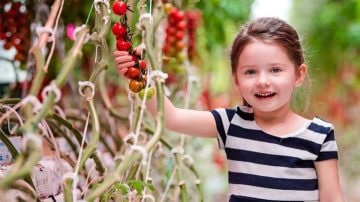 Brookberries 温室全年种植草莓