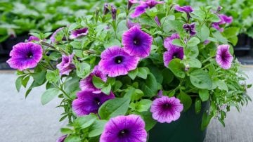 植物的昼夜差异