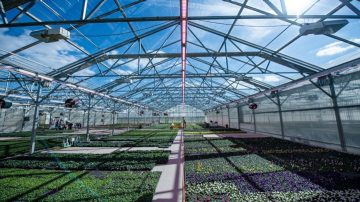 Kalamazoo Specialty Plants