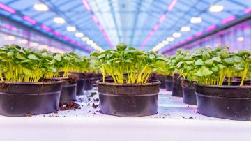 Nurmitarhat Oy，罗勒