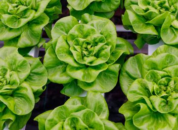 植物全年生长更快、更优质、更粗壮且更均匀