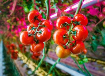 更健康的植物意味着更高的产量和更好的质量